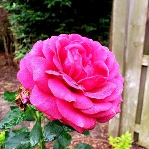 Meet your Posher, Phyllis